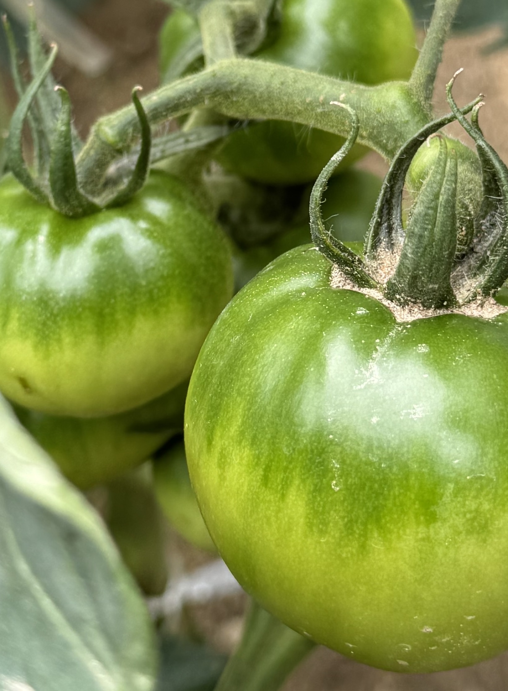 photo 20240617 tomato